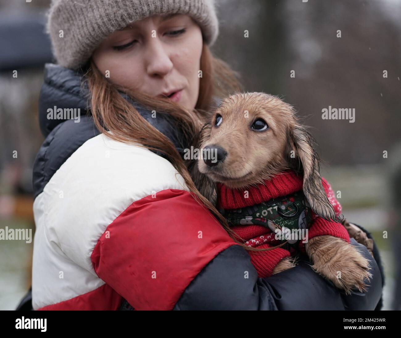 Dachshunds at the annual Hyde Park Sausage Walk, in Hyde Park, London, as dachshunds and their