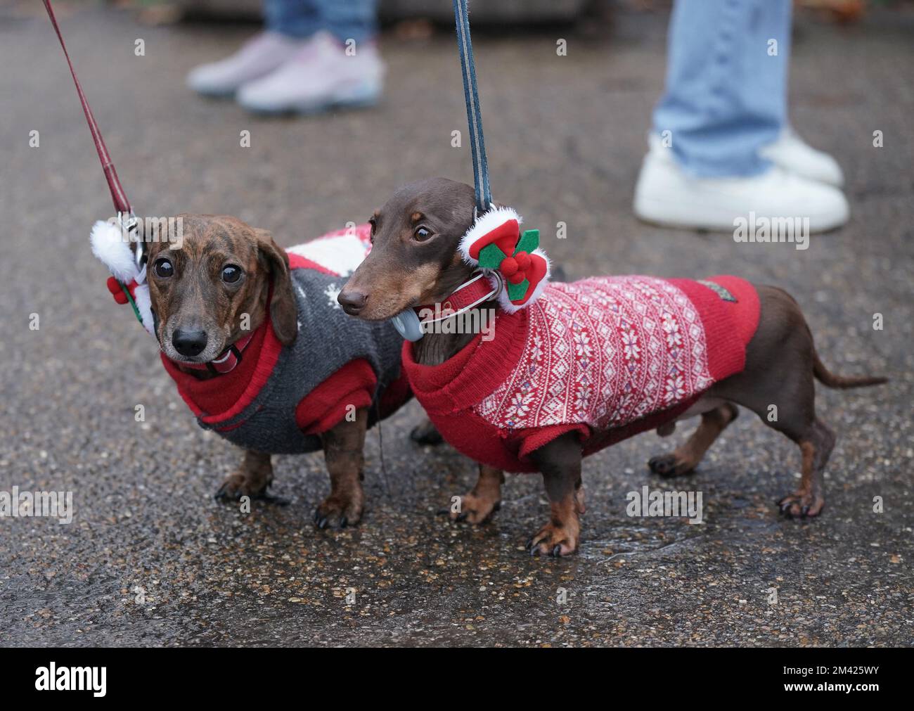 Dachshunds at the annual Hyde Park Sausage Walk, in Hyde Park, London