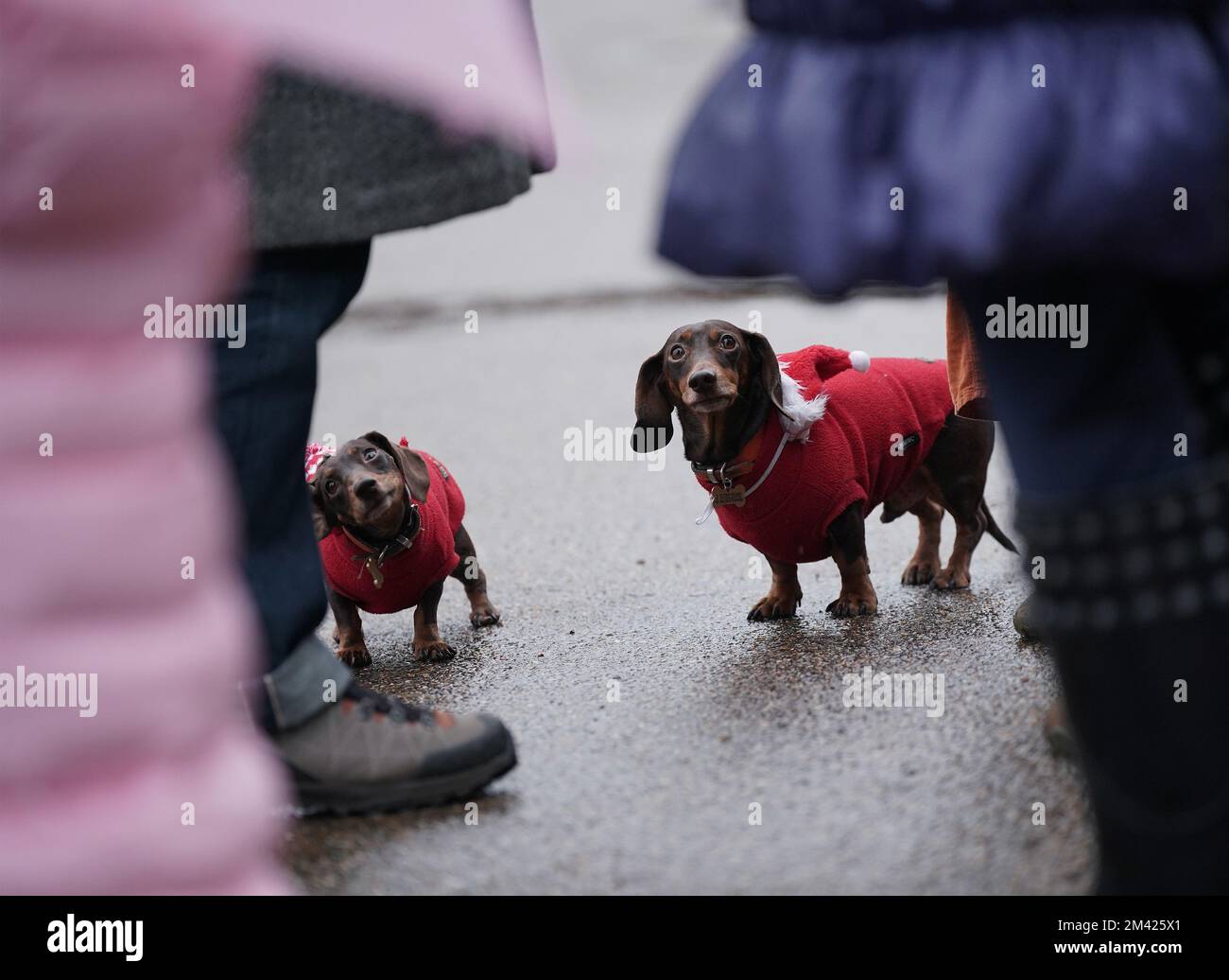 Dachshunds at the annual Hyde Park Sausage Walk, in Hyde Park, London, as dachshunds and their