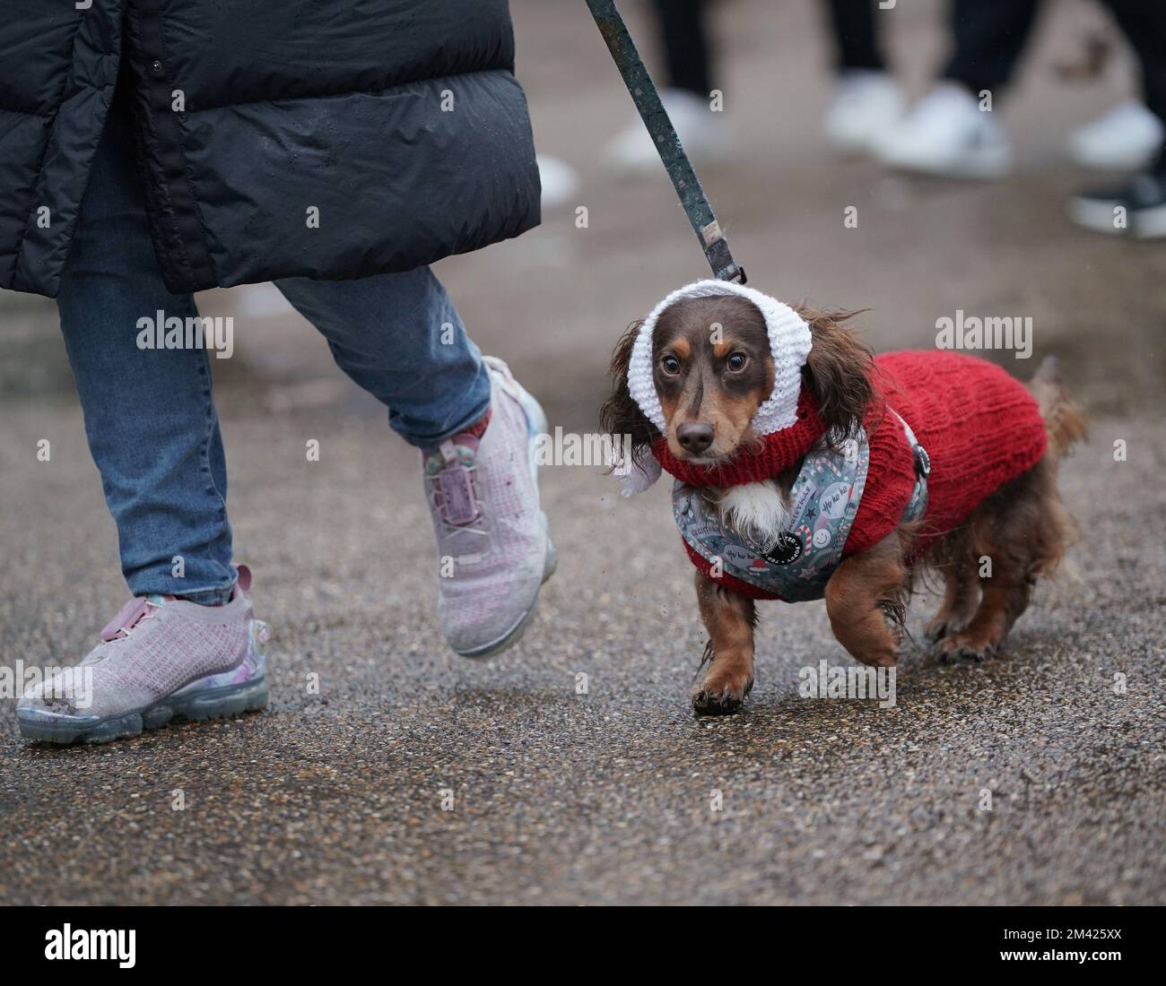 Dachshunds at the annual Hyde Park Sausage Walk, in Hyde Park, London