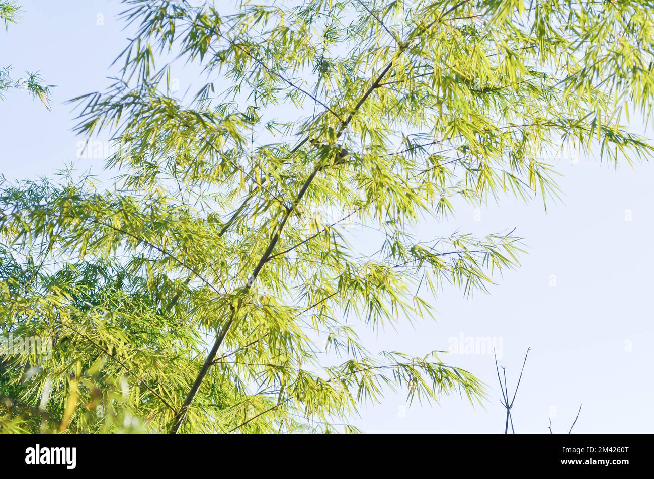 Bamboo, GRAMINEAE or  POACEAE or Bambusa arundinacea Willd or  Thorn Bamboo or Spiny Bamboo or  Bambusa vulgaris schrad or  Feathery Bamboo or  Dendro Stock Photo