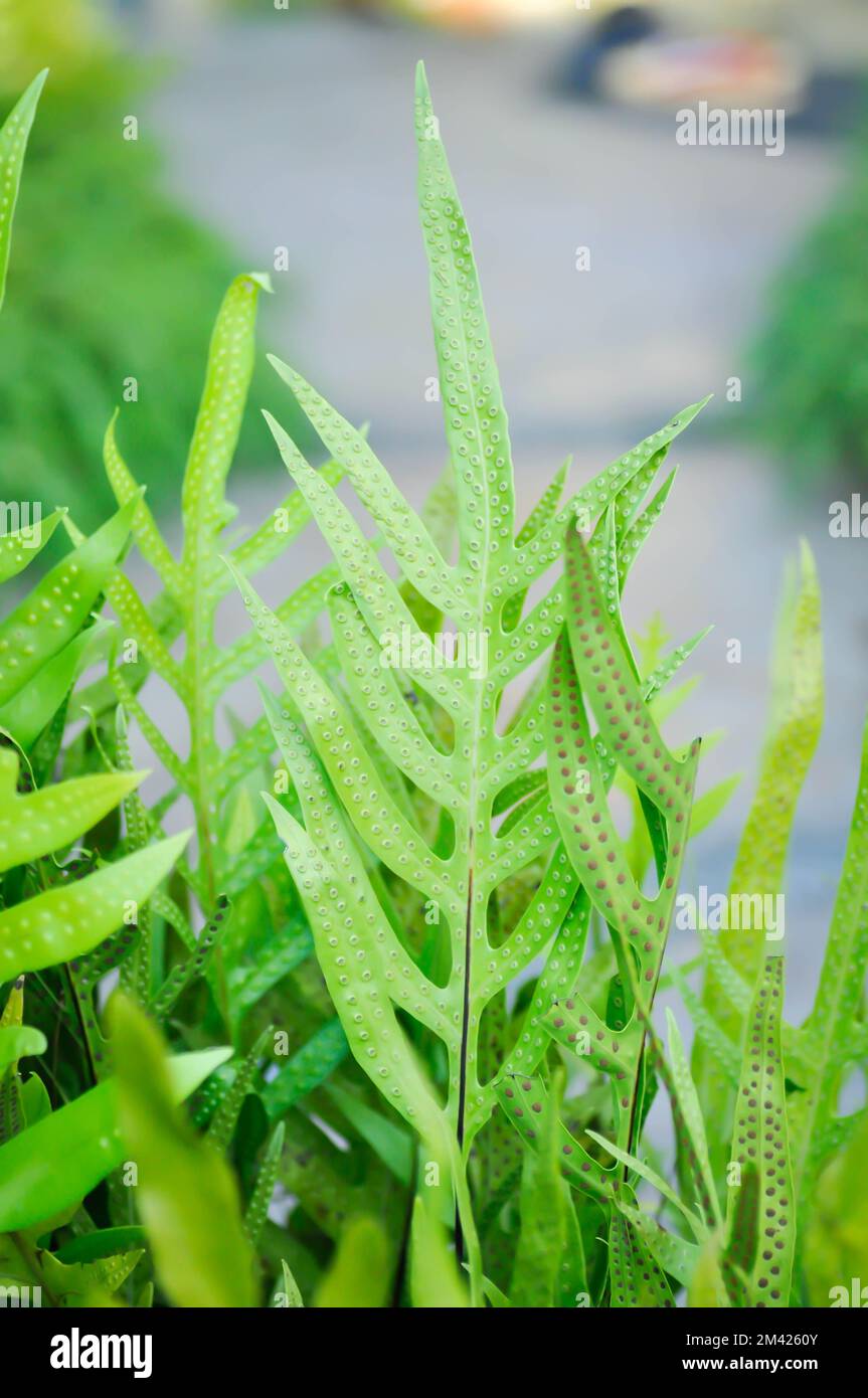 Maile scented fern or Musk fern or Wart fern, Pteris vittata or Pteris vittata L or fern or green leaf or polypodioides pseudolachnopus plant Stock Photo