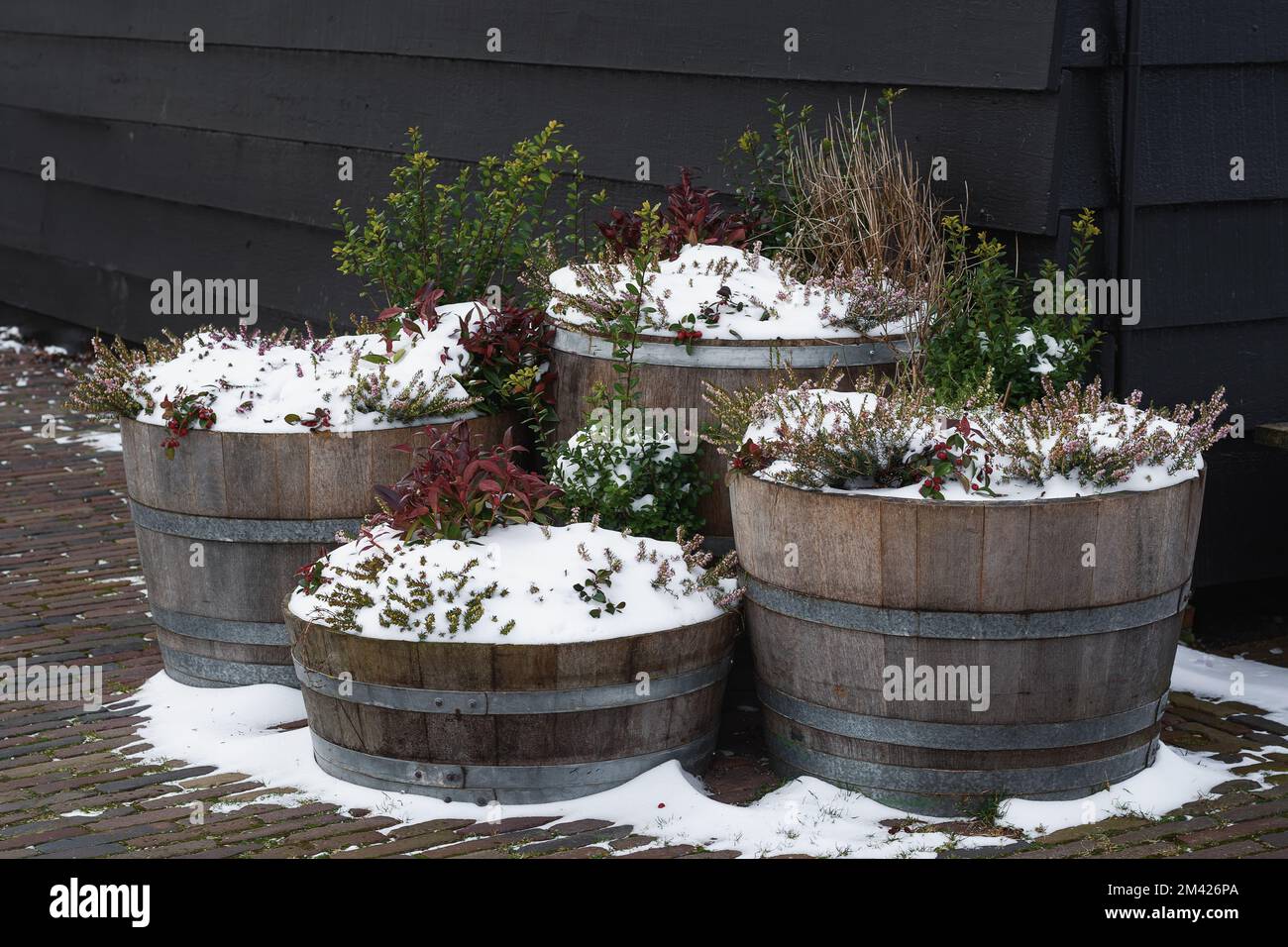 Green plants growing in wooden barrels against the background of a wooden black wall, powdered with snow. Stock Photo