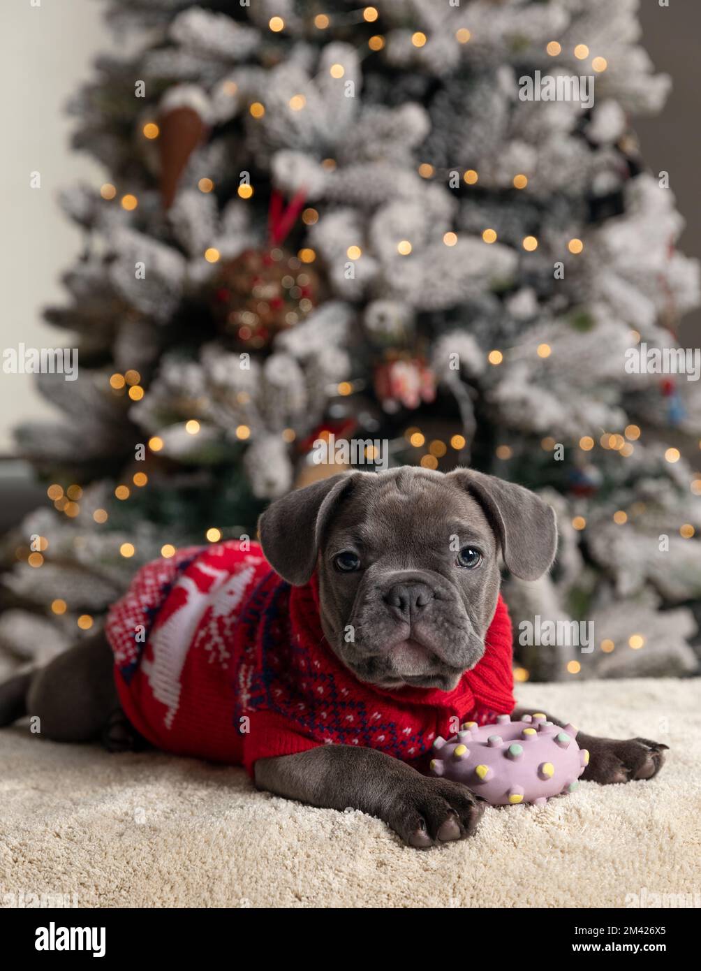 Bulldog christmas clearance jumpers