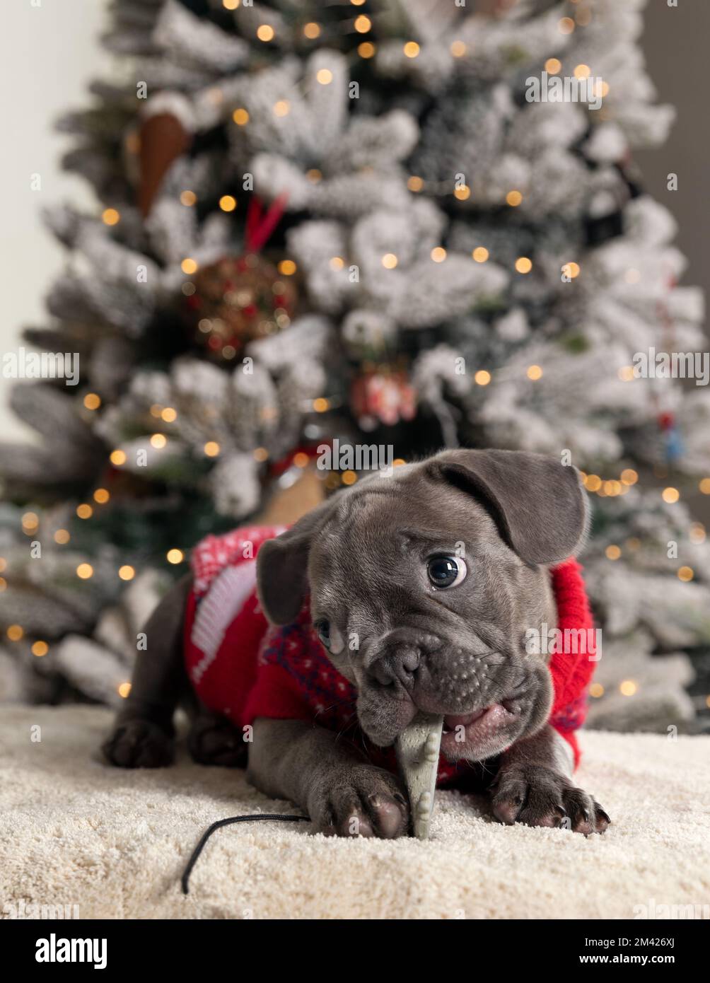 Red christmas dogs sweater hi res stock photography and images Alamy