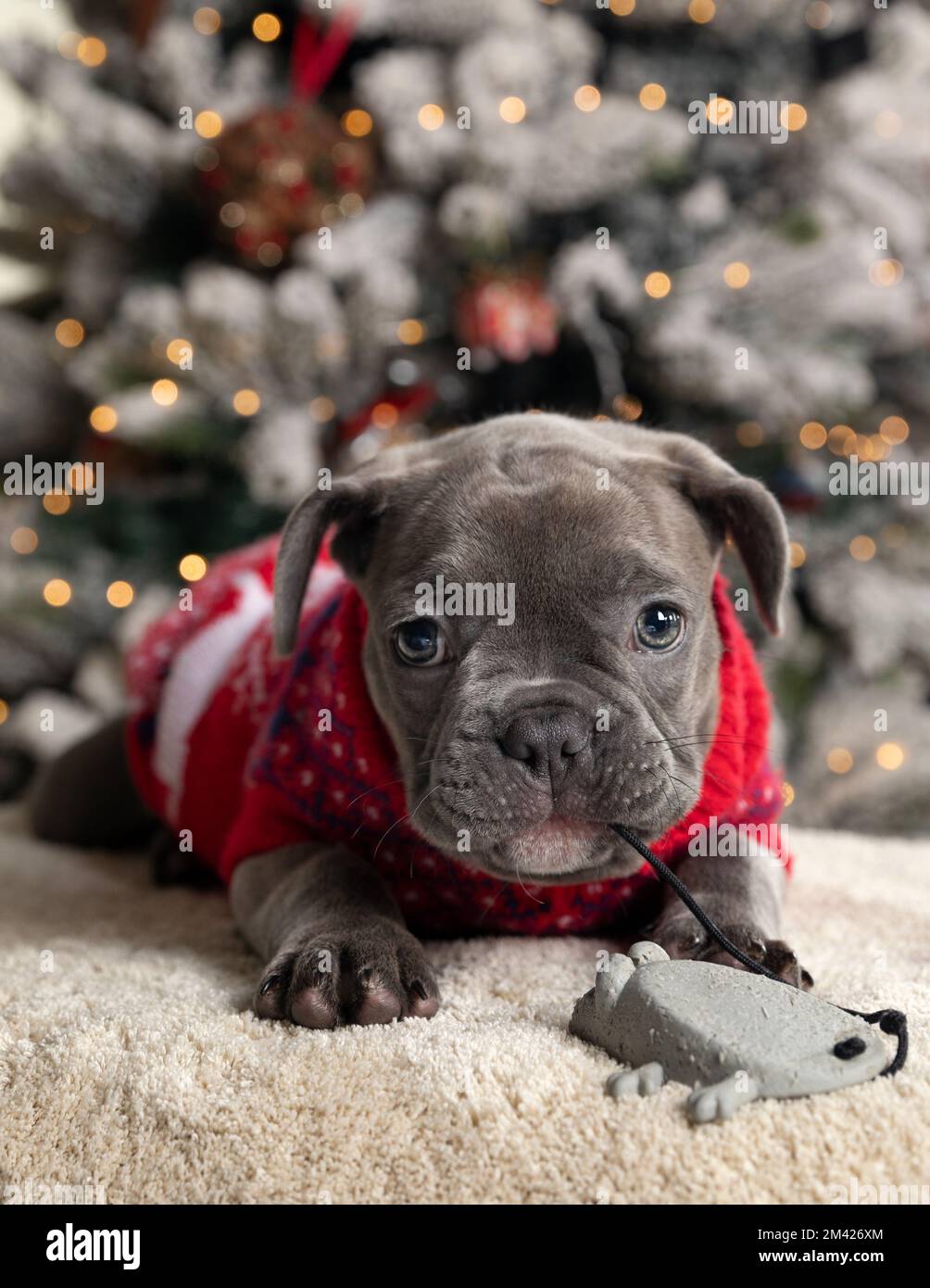 Merry cinnamon shop christmas jumper