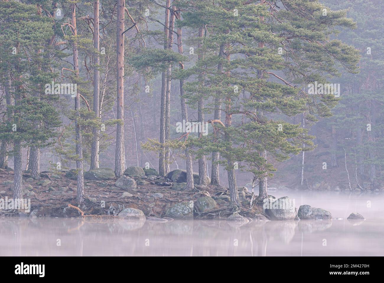 Headland with trees at still and misty lake Stock Photo