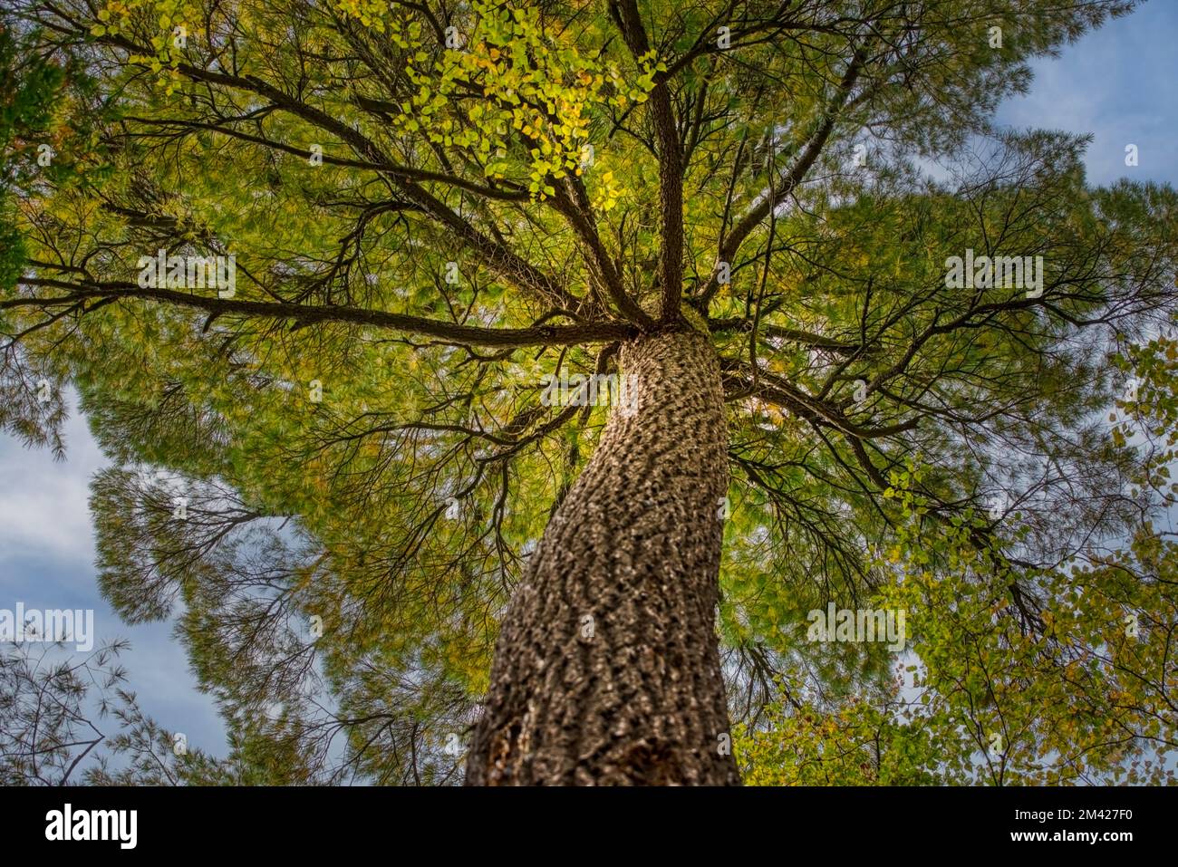 One of the few remaining giant old growth white pines along the Big