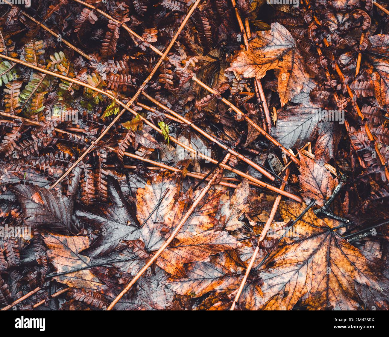 Autumn leaves lying on ground Stock Photo - Alamy
