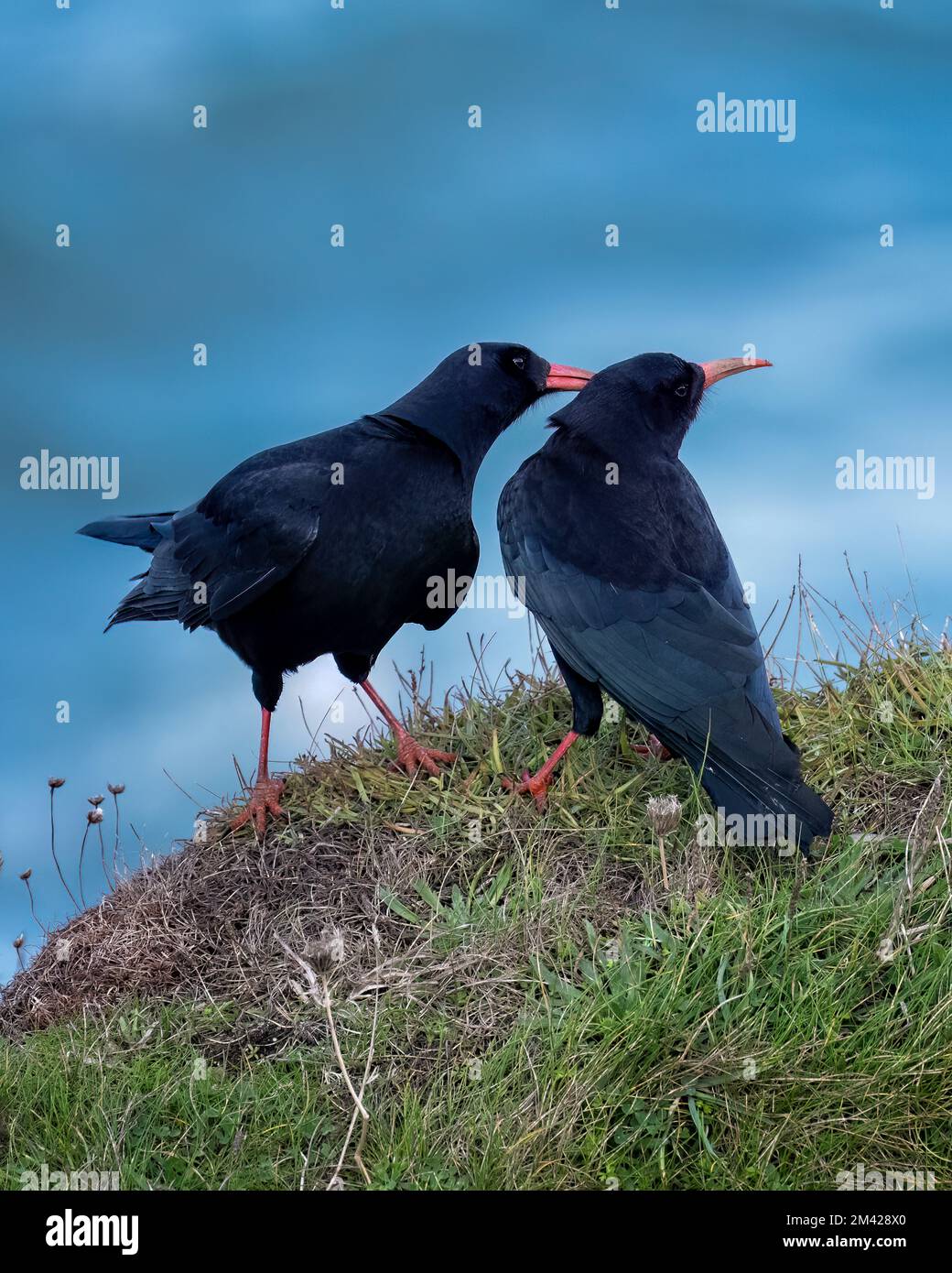 Cornish chough pair preening, Godrevy, Cornwall Stock Photo - Alamy