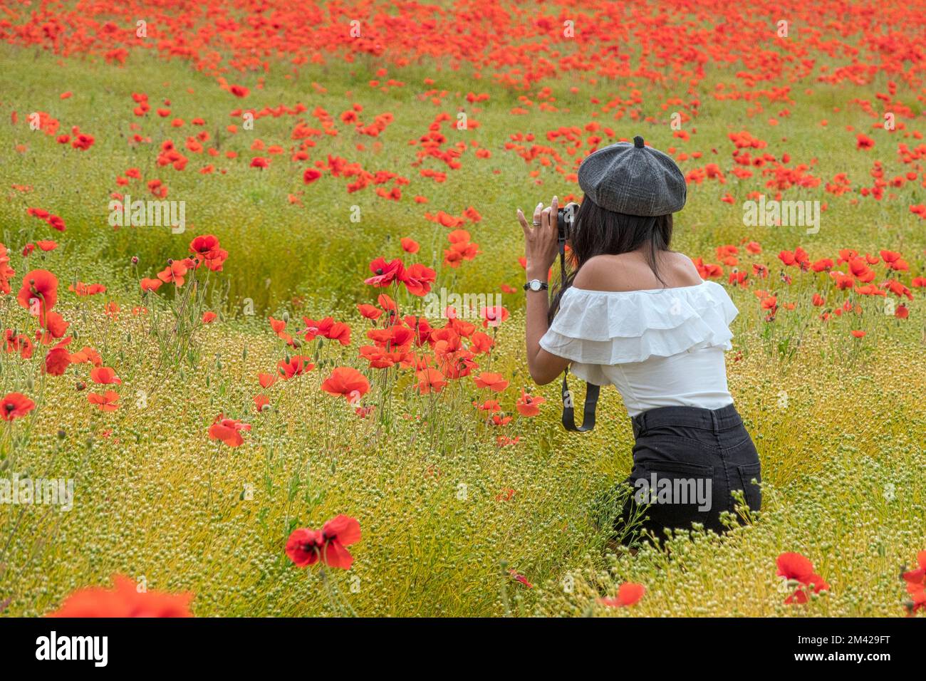 Photographer  In A Poppy Field Stock Photo