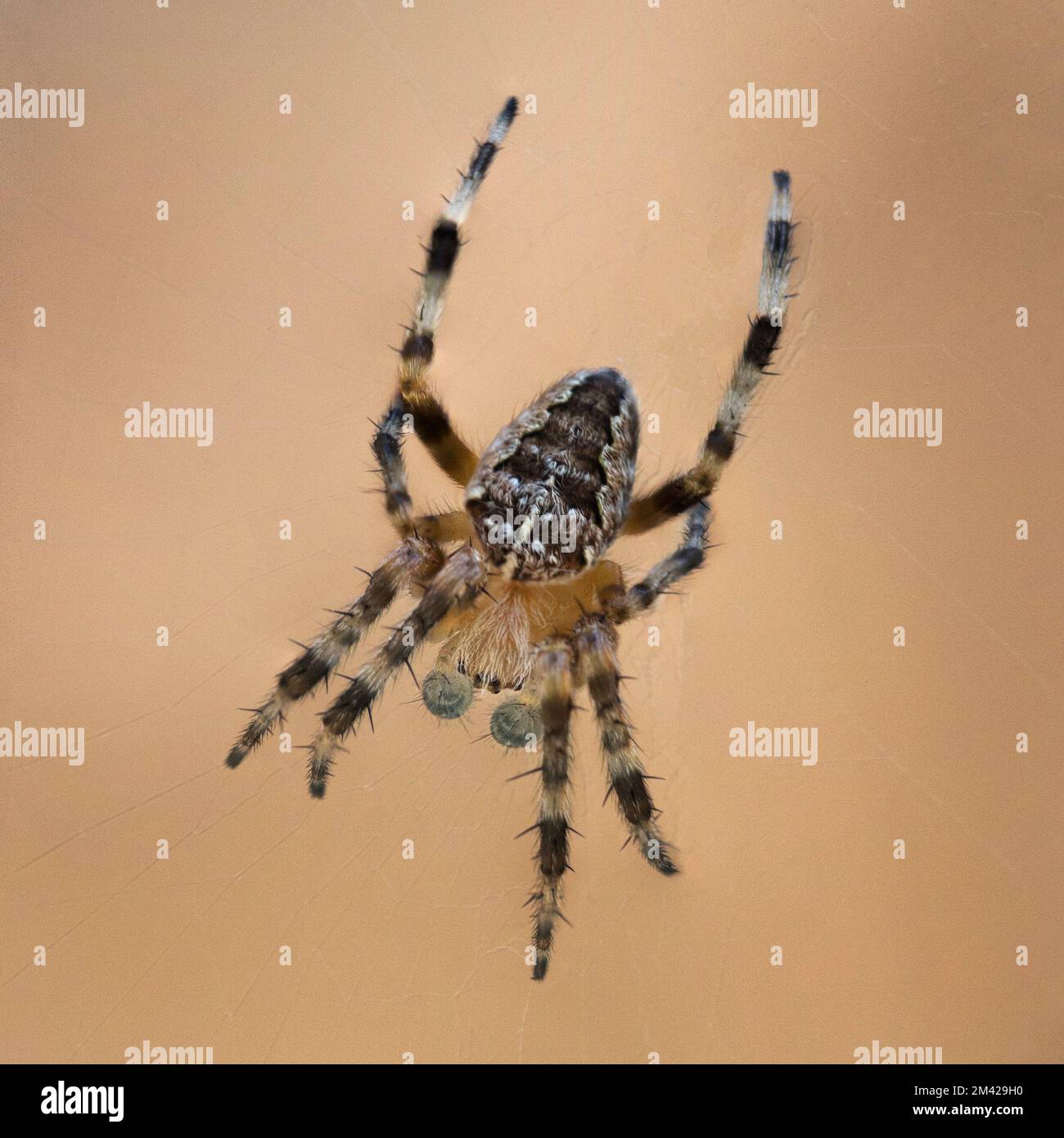 Close up of a garden spider on a web in a garden in the UK Stock Photo
