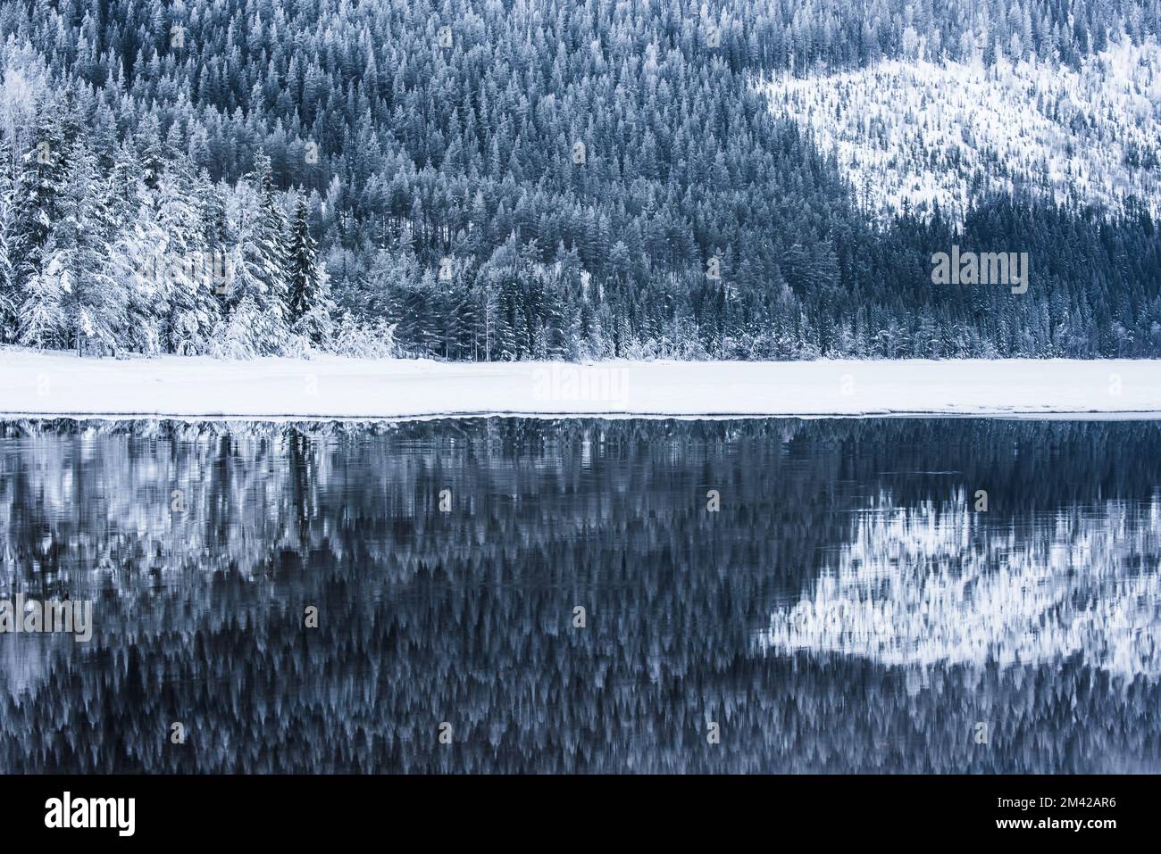 Frosty trees reflected in water, Norway. Stock Photo
