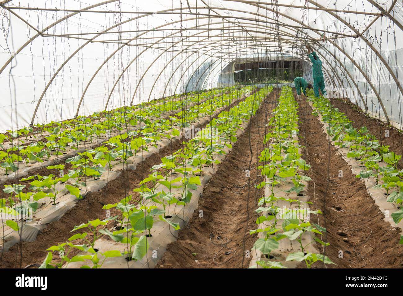 Rows of tomato plants growing indoors in a polythene greenhouse tunnel