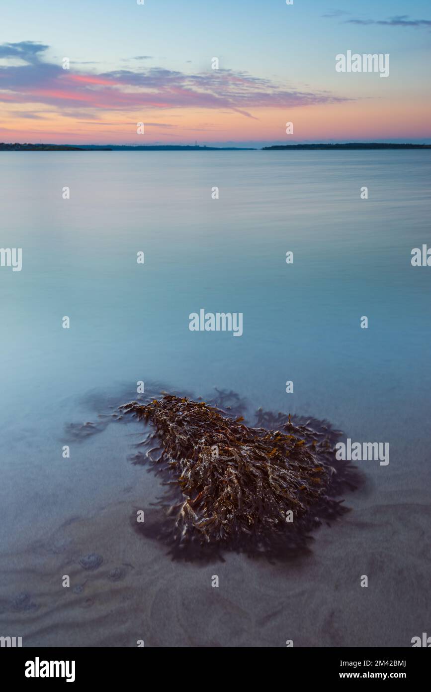 Sea weed lying on beach during sunset Stock Photo