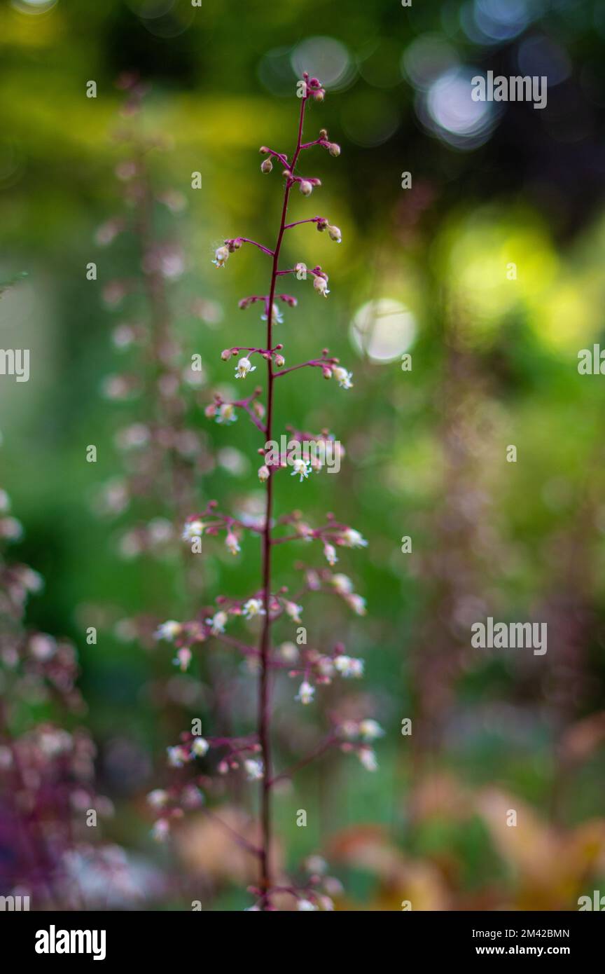 The vertical macro shot of a Crevice alumroot growing in the meadow Stock Photo