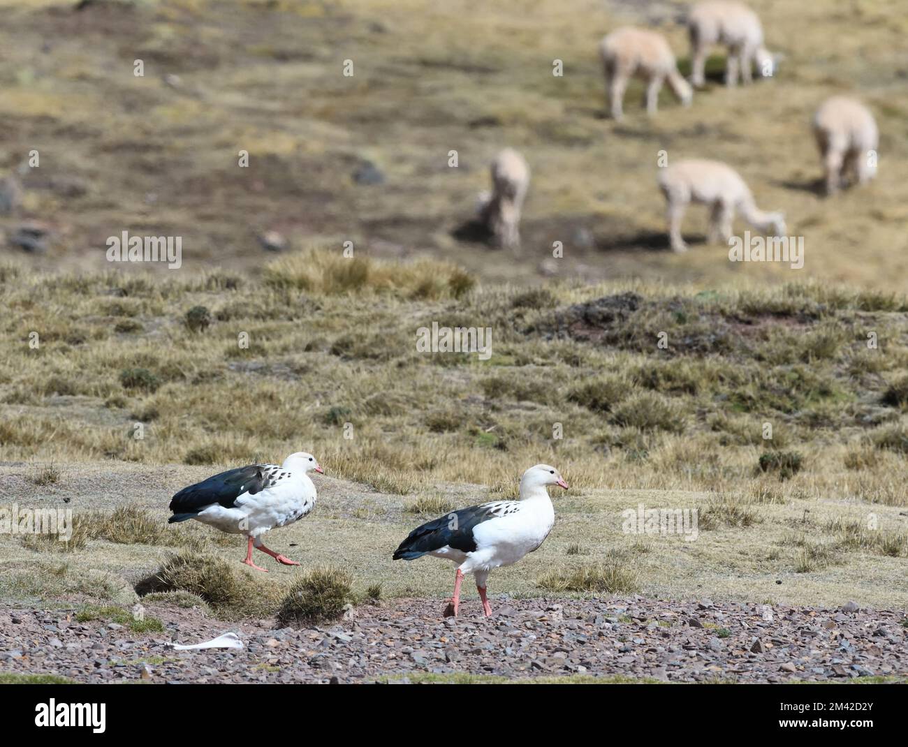 Andean geese (Chloephaga melanoptera) walk past grazing alpacas at about 5,000m in the mountains above San Mateo. San Mateo, Lima, Peru. Stock Photo