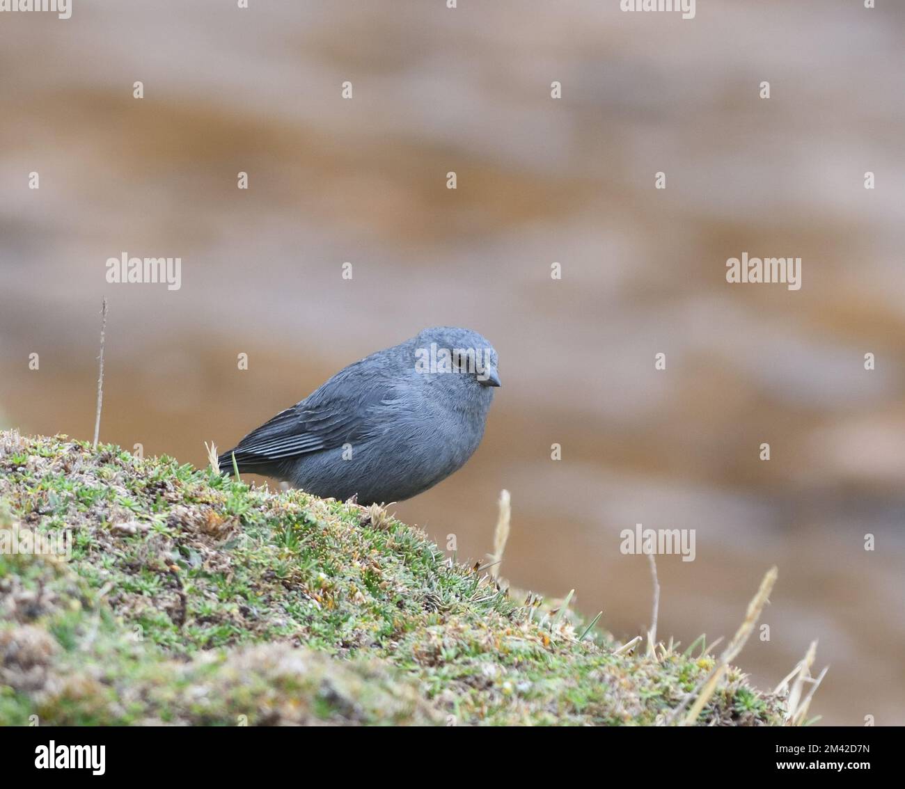 A male plumbeous sierra finch (Geospizopsis unicolor) forages in sparse vegetation at about 5,000m in the Andes above San Mateo. San Mateo, Lima, Peru Stock Photo