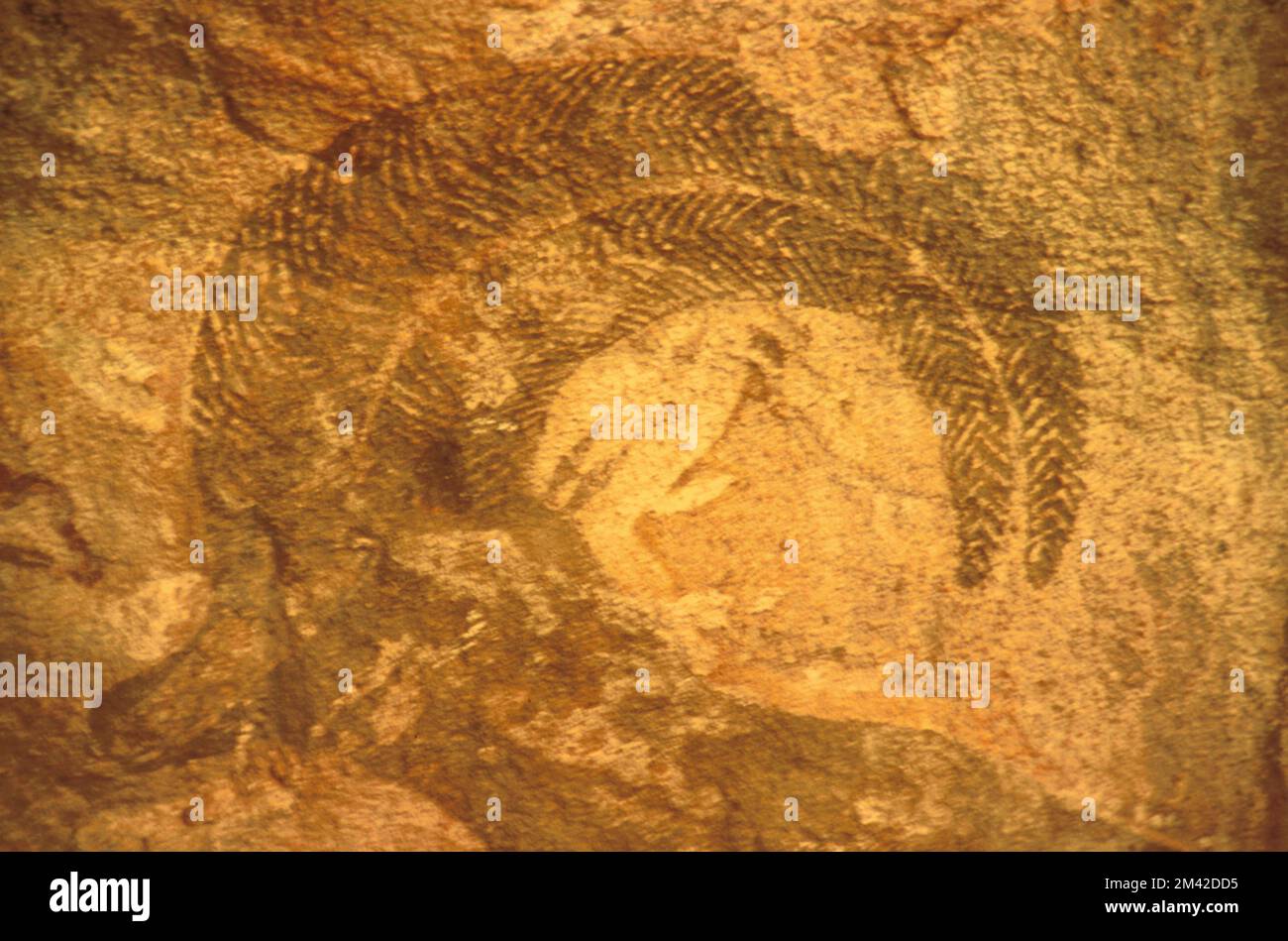 Neolithic rock paintings of the Tassili N'Ajjer, South Algeria, Sahara desert, showing detail of herringbone pattern on a moufflon, an extinct wild sheep. Stock Photo