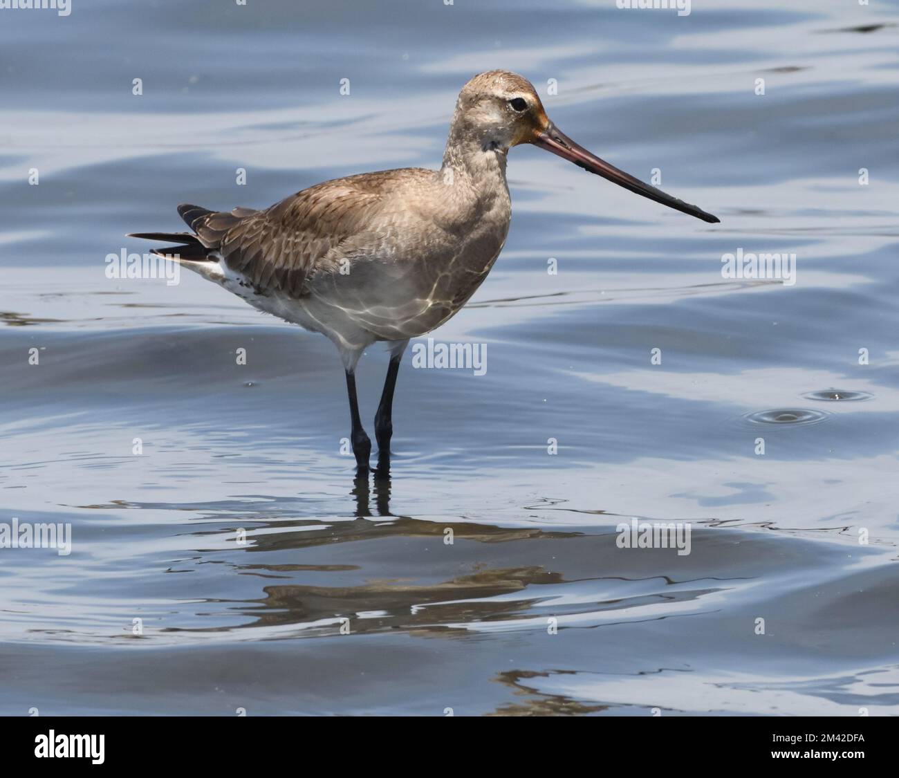 A Hudsonian godwit (Limosa haemastica) searching for invertebrates in the shallow sea off the beach close to Paracas. Paracas, Peru. Stock Photo