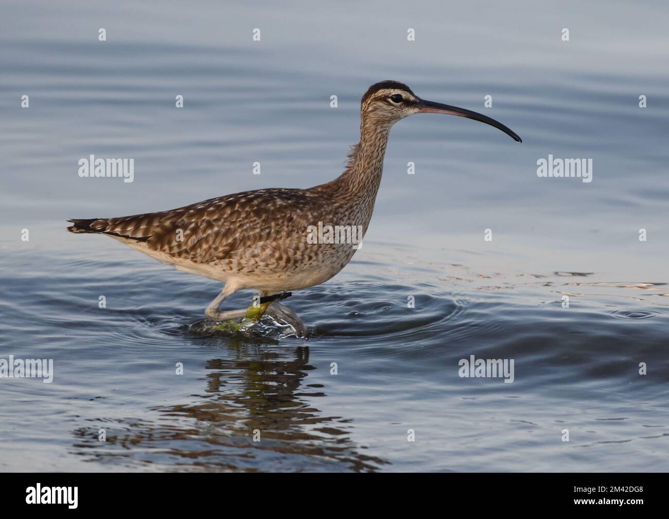 A hudsonian whimbrel (Numenius hudsonicus) searching for invertebrates in the shallow sea off the beach close to Paracas. Paracas, Peru. Stock Photo