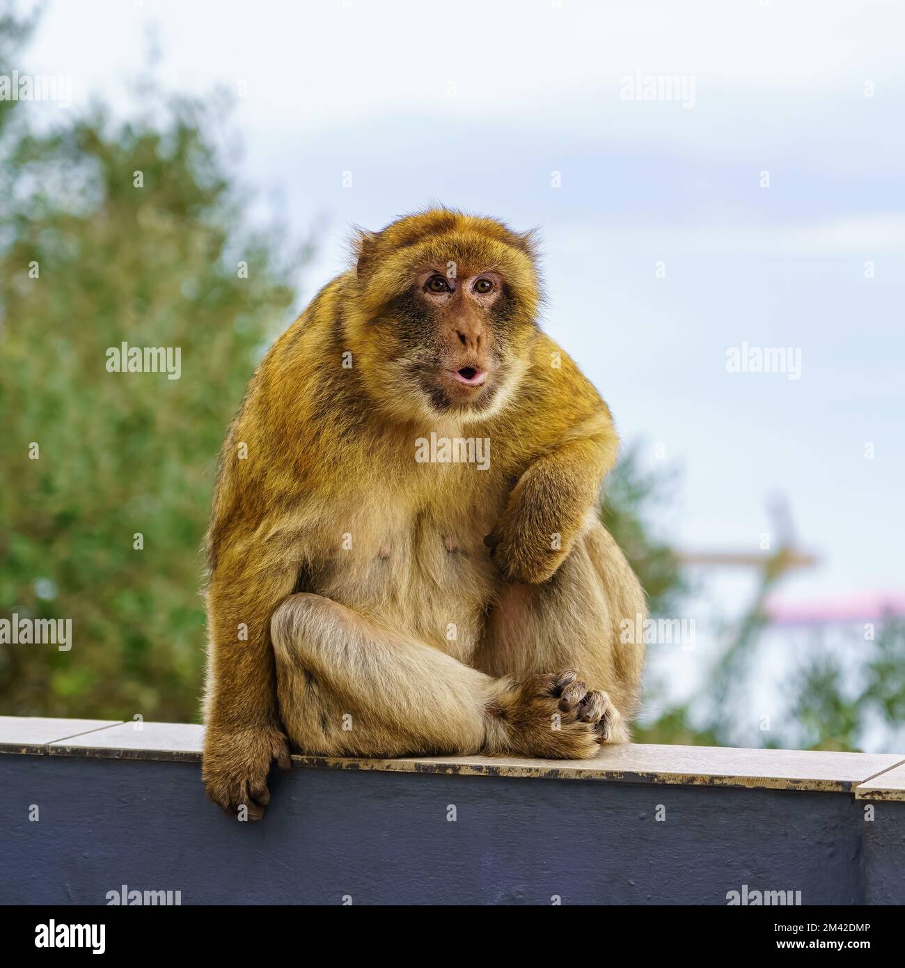 Gibraltar monkeys who live on top of the rock in the peninsula nature reserve. Stock Photo