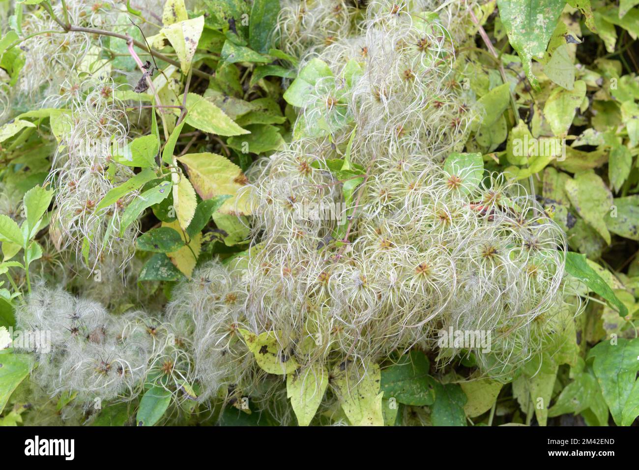 Clematis vitalba seed. heads with silky appendages in october, known as old man's beard Stock Photo