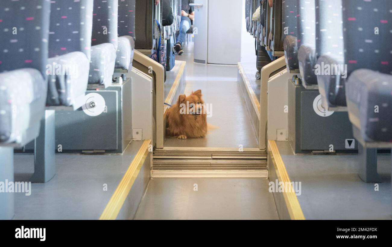 Carriage of a domestic dog in the passenger car of a train. Stock Photo