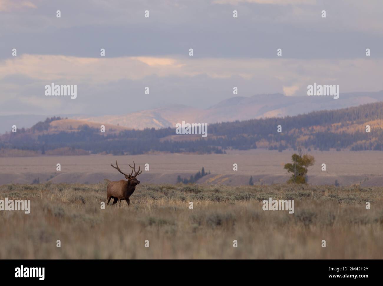 Elk In Fall Bull Elk in the Rut in Autumn in Wyomign Stock Photo - Alamy