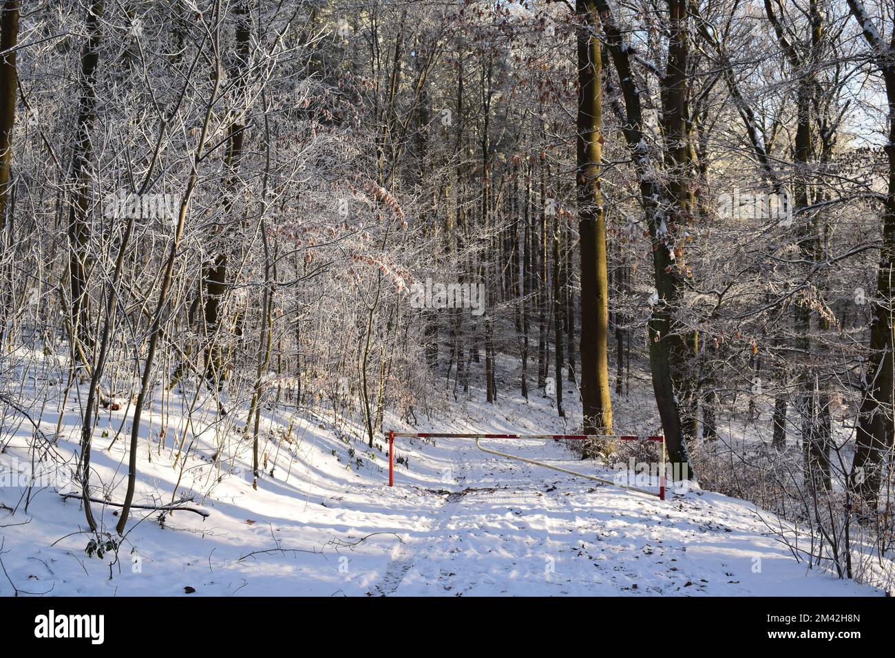 snow covered forest road with a barrier Stock Photo - Alamy