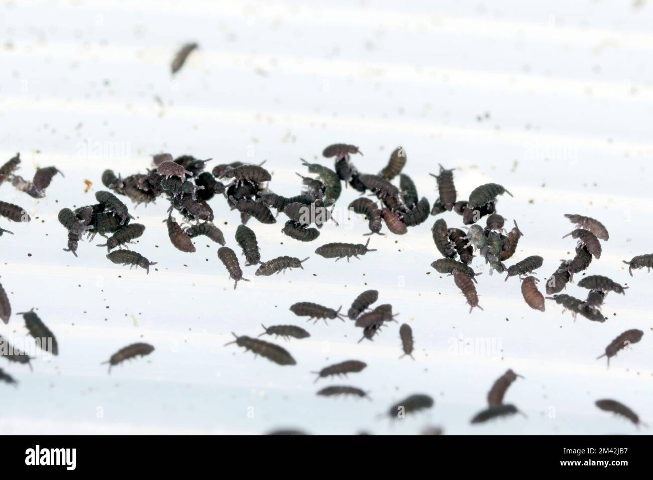 Group of Springtails, Order Collembola. Stock Photo