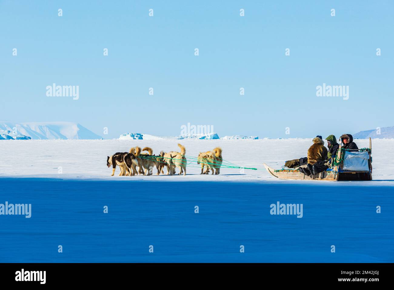 Musher and his dogs on a tourist dog sledge trip Stock Photo