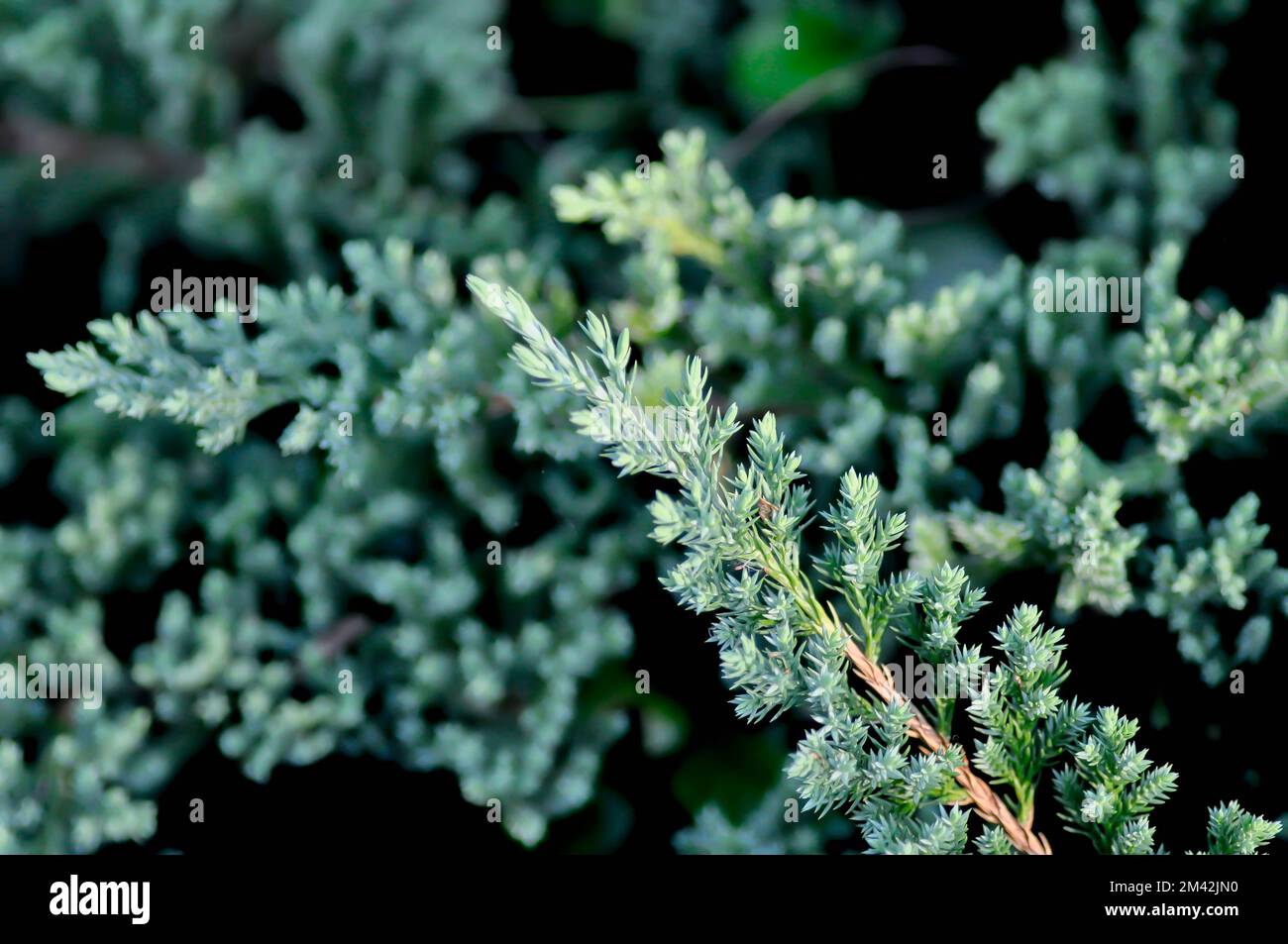 Juniperus procumbens ,Cupressaceae or Creeping Juniper or pine tree in the garden Stock Photo