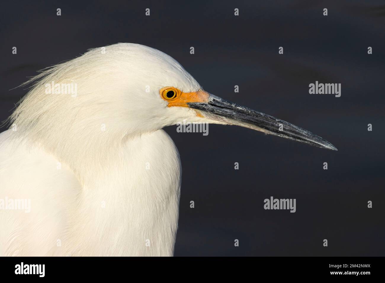 Snowy egret (Egretta thula), Radke Martinez Regional Shoreline Park