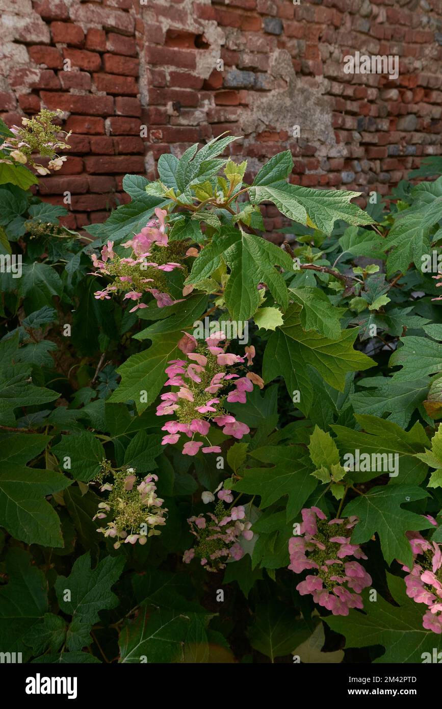 Hydrangea quercifolia shrub in bloom Stock Photo