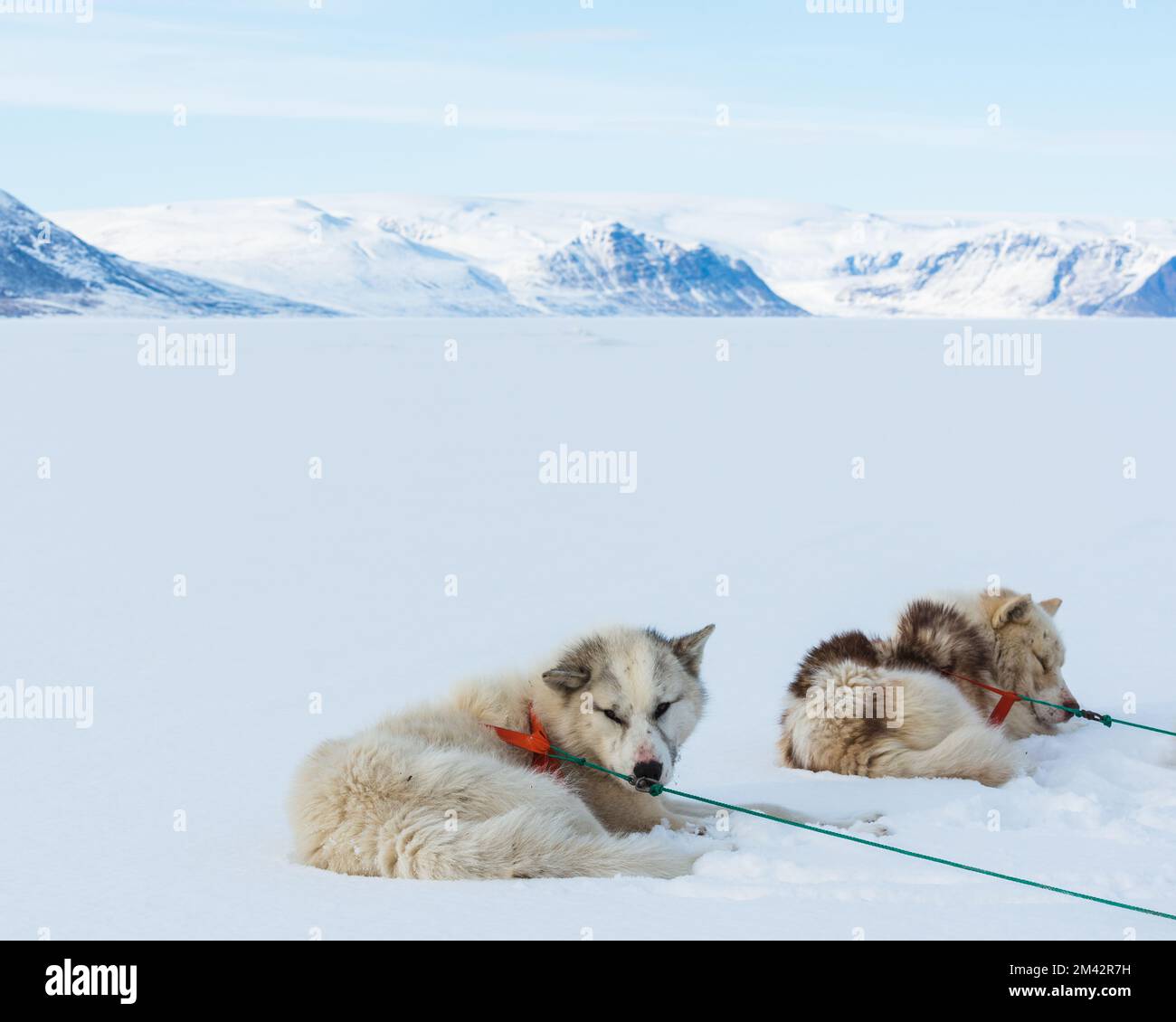 Sled dogs resting on snow covered ground, Greenland. Stock Photo
