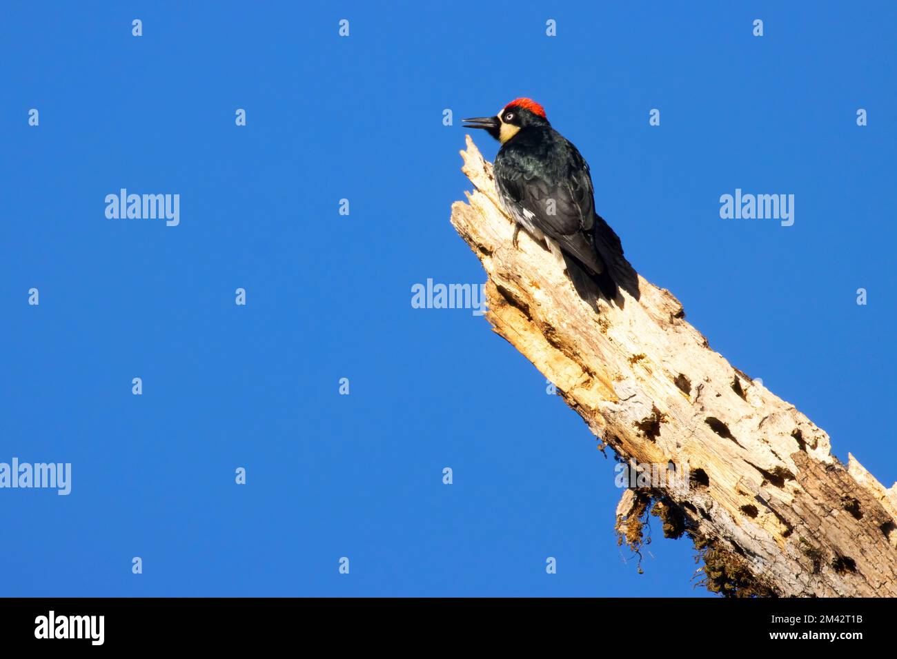 Acorn woodpecker (Melanerpes formicivorus), William Finley National