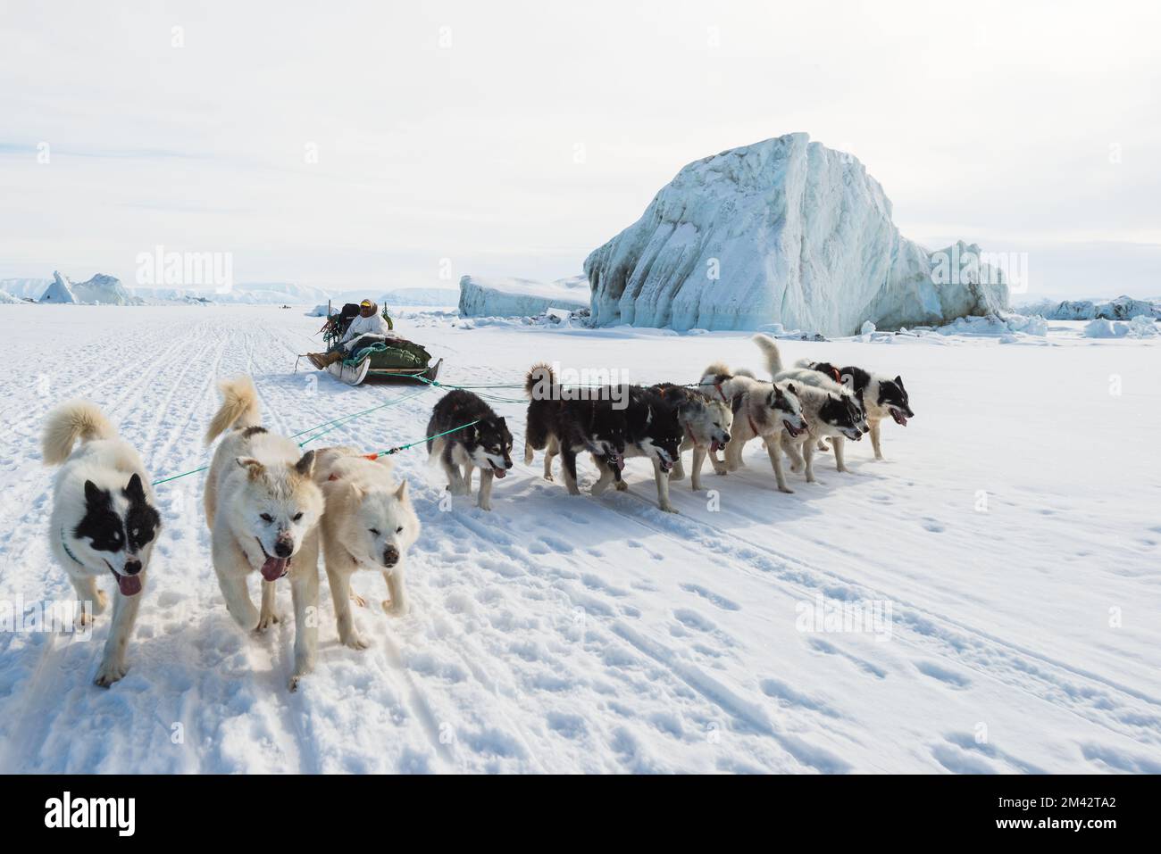 Musher and his dogs on a dog sledge trip. Stock Photo