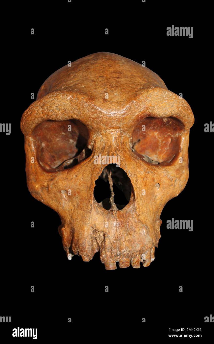 African Homo rhodesiensis now considered syn. Homo heidelbergensis - Broken Hill, Zambia - Kabwe1 Stock Photo