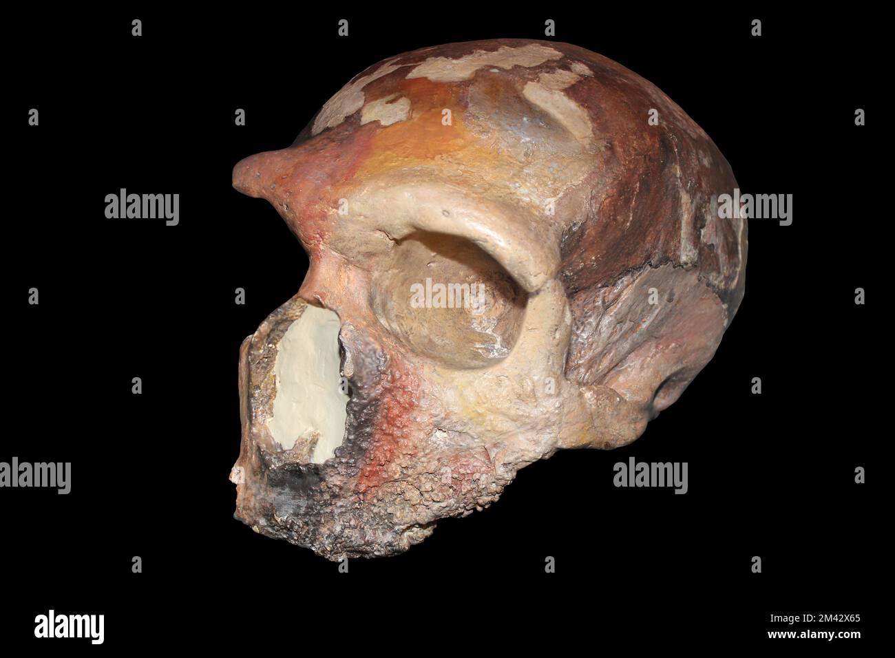 Homo neanderthalensis - Grotta Guattari, Monte Circeo, Italy Stock Photo