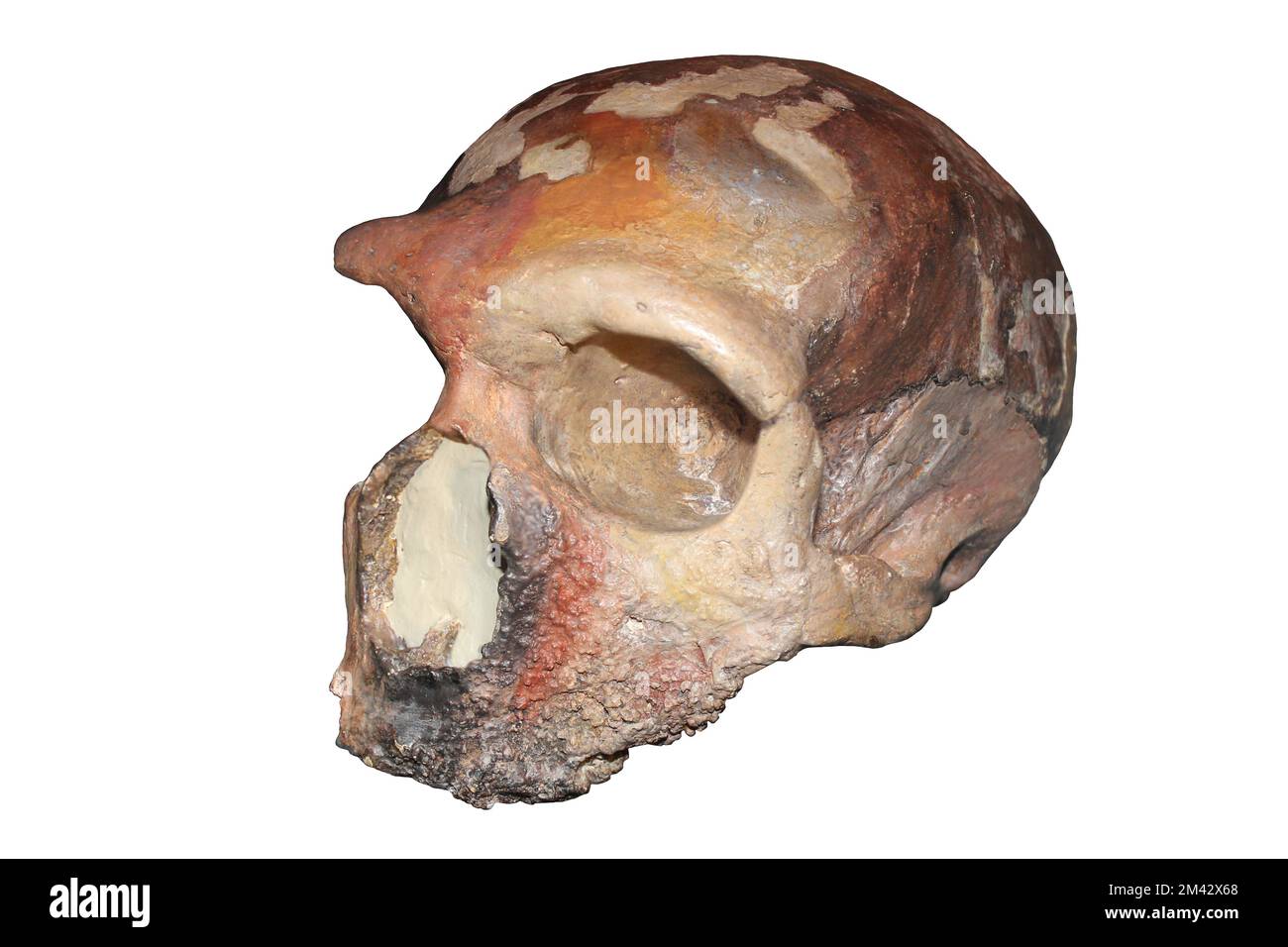 Homo neanderthalensis - Grotta Guattari, Monte Circeo, Italy Stock Photo