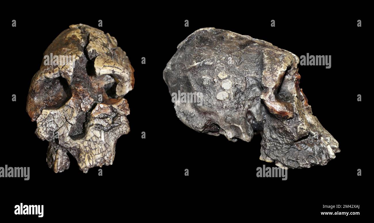 Kenyanthropus platyops Stock Photo