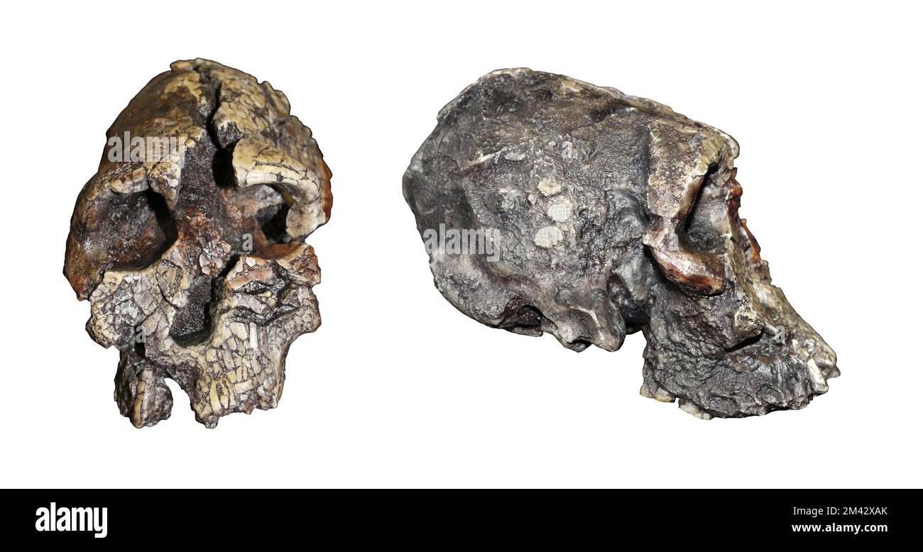 Kenyanthropus platyops Front Side Comparison Stock Photo