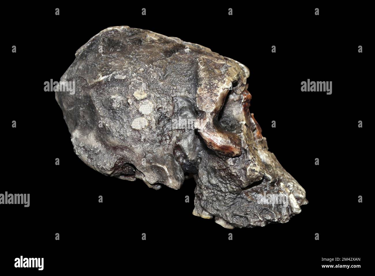 Kenyanthropus platyops Stock Photo