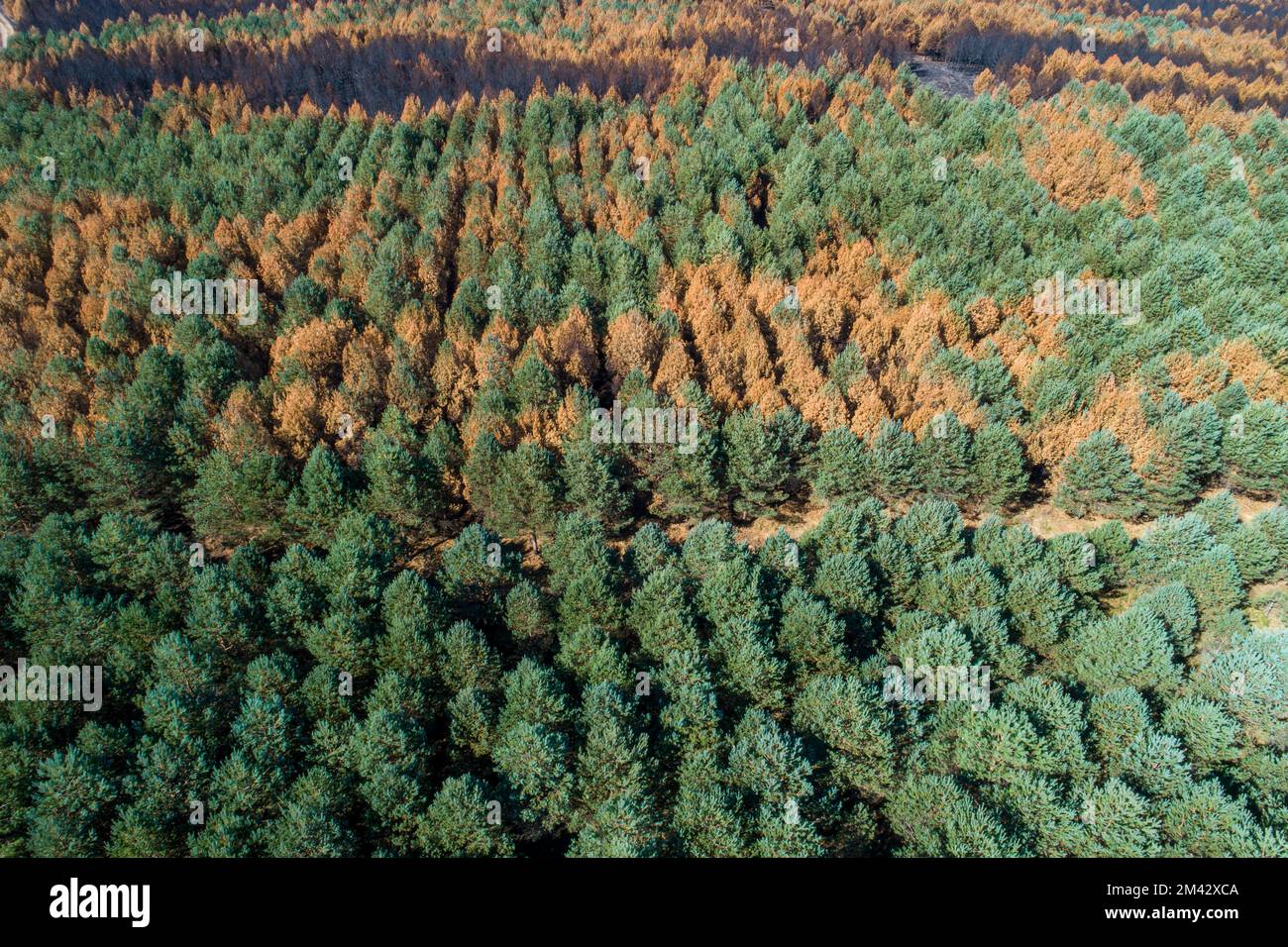Aerial view dead pine tree hi-res stock photography and images - Alamy