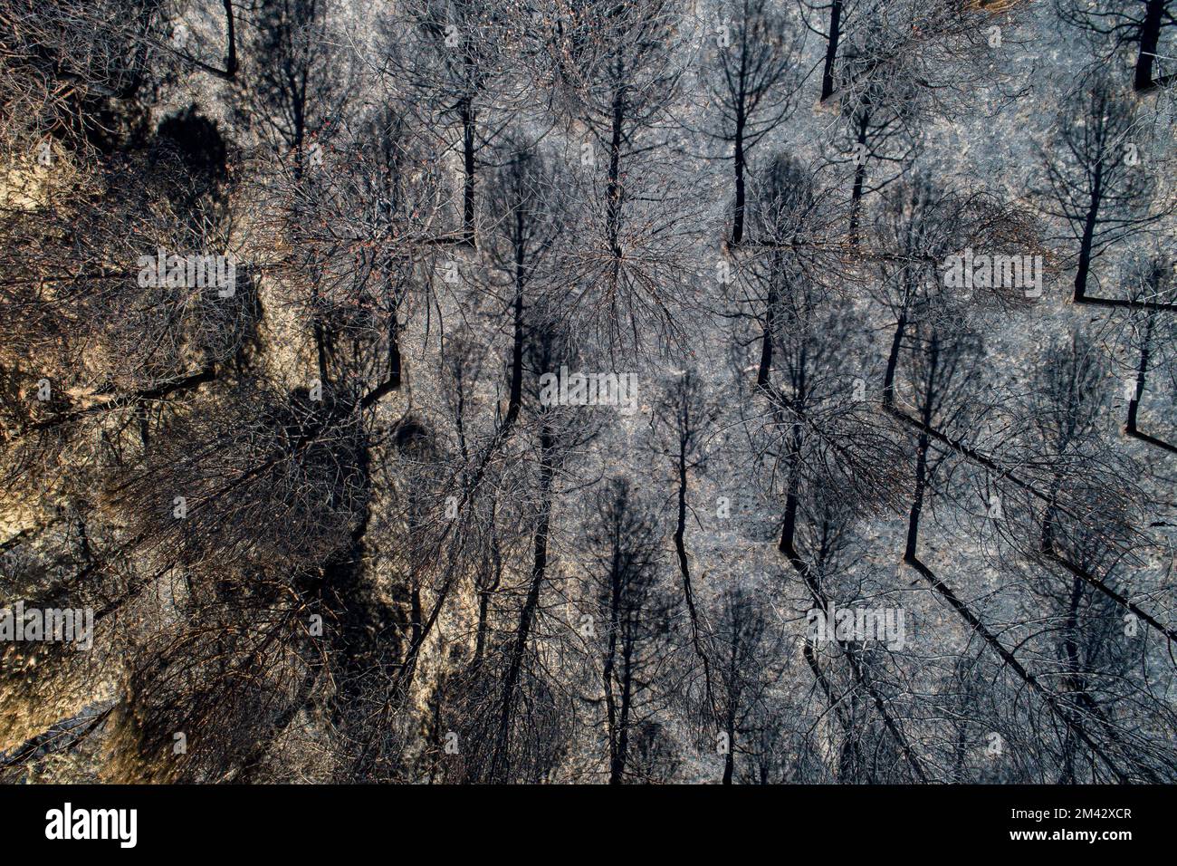An aerial view of a burnt pine forest with dead trees after a fire ...