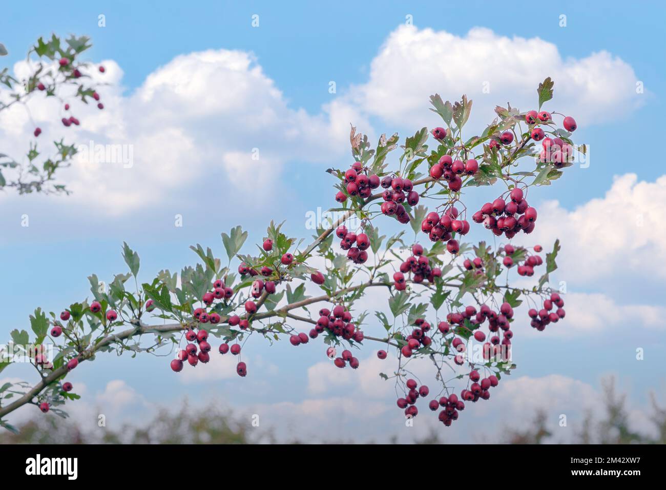 A branch of a wild-growing red berry in late autumn against a blue sky Stock Photo