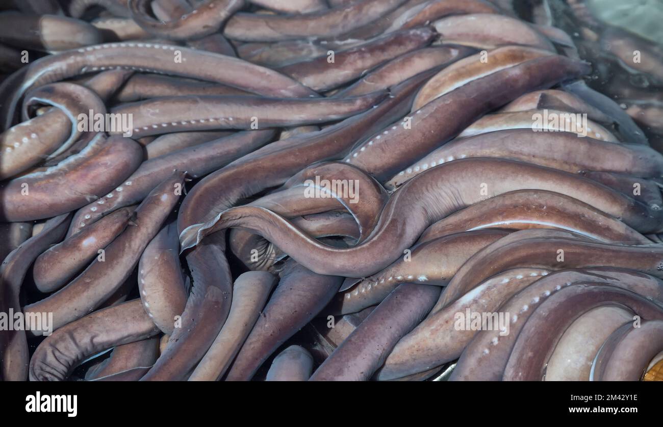 Pacific Hagfish  'Eptatretus stoutii' catch , also called Slime Eel, (in sea water, exporting  live to South Korea for human consumption),. Stock Photo