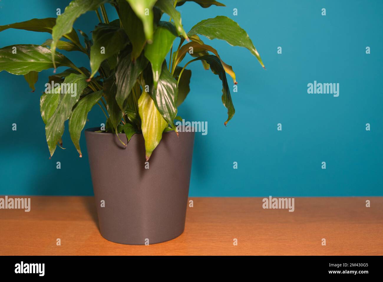 Hot temperature in the house for houseplants. Withered leaf tips on a