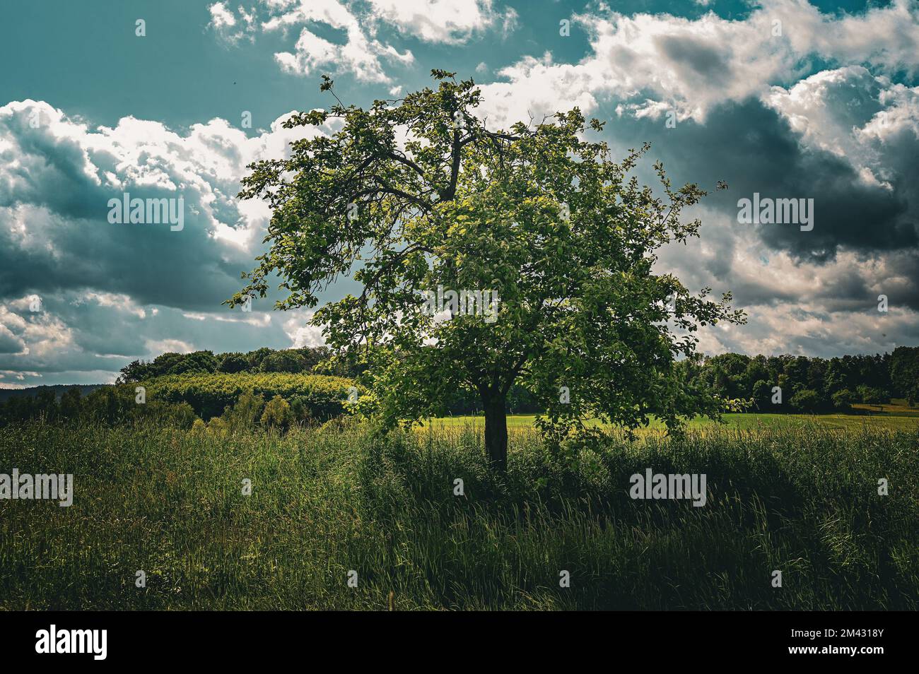 A green tree in the nature with blue sky and clouds Stock Photo - Alamy